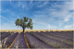 nury marc_plateau de valensole 54